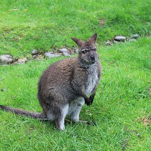 Bennett's Wallaby