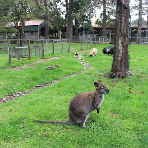 Bennett's Wallaby and Kune Kune