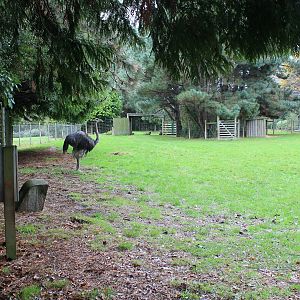 Ostrich paddock