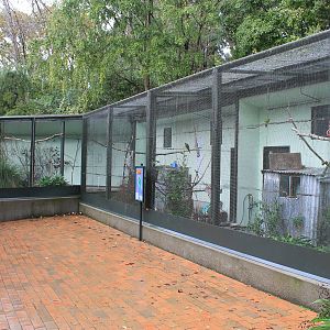 Red-crowned Kakariki aviary