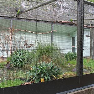 Yellow-crowned Kakariki aviary