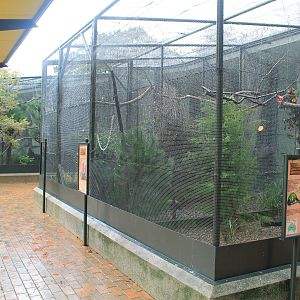 Rainbow Lorikeet aviary