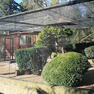 Aviaries