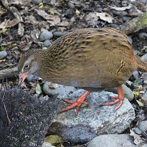 Buff Weka (Gallirallus australis hectori)