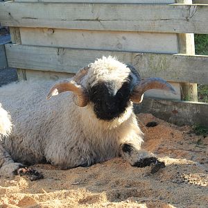 Valais Sheep