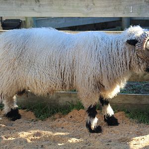 Valais Sheep