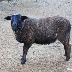 African Pigmy Sheep