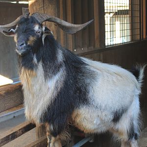 Arapawa Island Goat