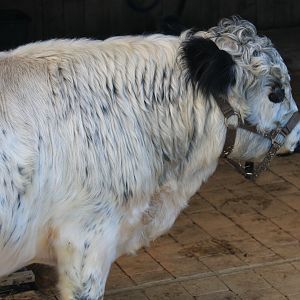 Miniature White Galloway