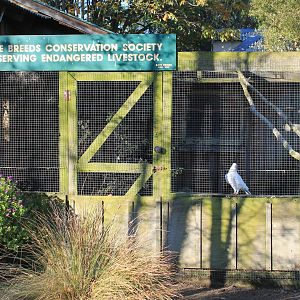 Aviary for Mondain Pigeons
