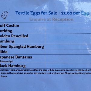 sign for fertile eggs for sale