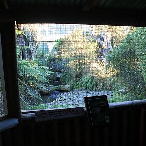 Aviary for Blue Duck (Hymenolaimus malacorhynchos)