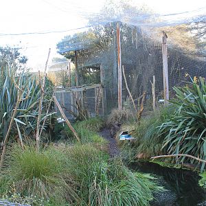Walk-through Kea aviary
