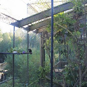 Aviary for Tui (Prosthemadera novaeseelandiae)