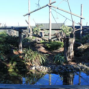 Black-capped Capuchin enclosure