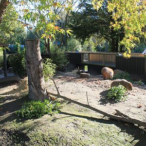 Half of the Capybara enclosure
