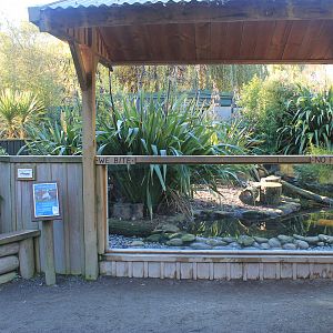 Cape Barren Goose enclosure