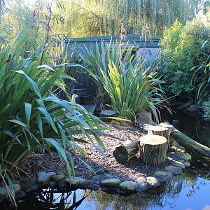 Cape Barren Goose enclosure