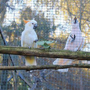 Citron-crested and Salmon-crested Cockatoos