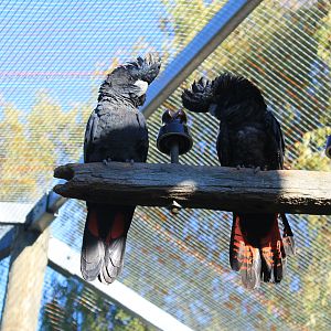 Red-tailed Black Cockatoos