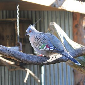 Crested Pigeon