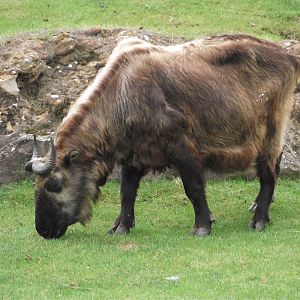 Mishmi Takin - Zooparc de Beauval - 08/2020