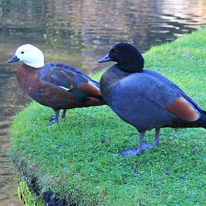 Paradise Ducks (Tadorna variegata)