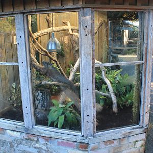 enclosure for Common Iguana