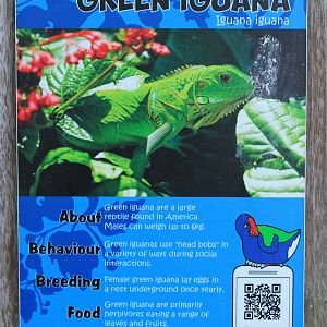 signage for Common Iguana