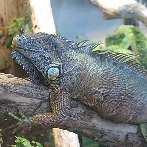 Common Iguana