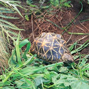 Indian Star Tortoise