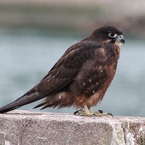 NZ Falcon (Falco novaeseelandiae)