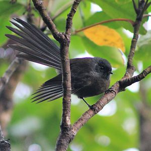 NZ Fantail (Rhipidura fuliginosa), black morph