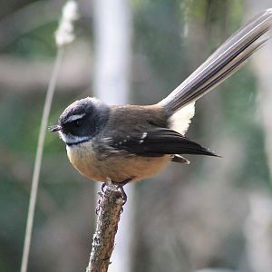 NZ Fantail (Rhipidura fuliginosa)