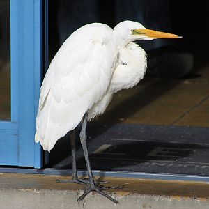 White Heron (Egretta alba)