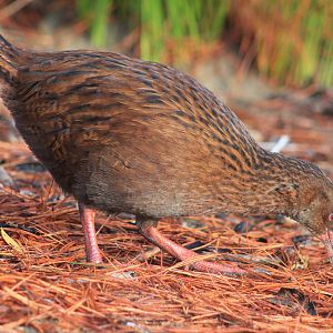 Stewart Island Weka (Gallirallus australis scotti)