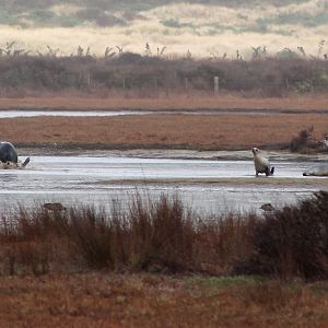 Hooker's Sealions (Phocarctos hookeri)