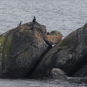 Foveaux Shags (Leucocarbo stewarti)
