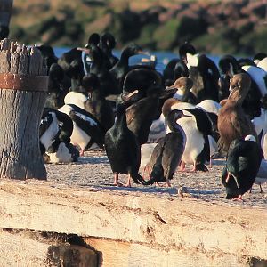Otago Shags (Leucocarbo chalconotus)
