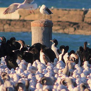 Otago Shags (Leucocarbo chalconotus)
