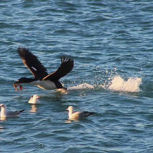 Otago Shag (Leucocarbo chalconotus)