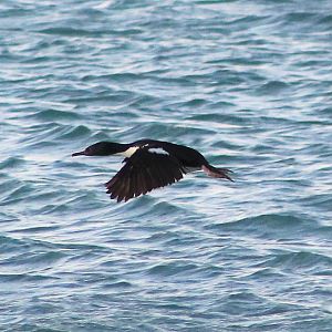 Otago Shag (Leucocarbo chalconotus)