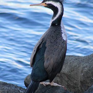 Spotted Shag (Stictocarbo punctatus)