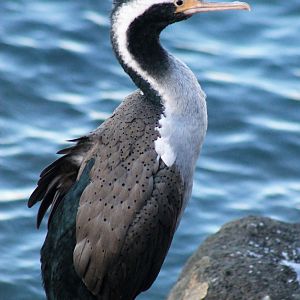 Spotted Shag (Stictocarbo punctatus)