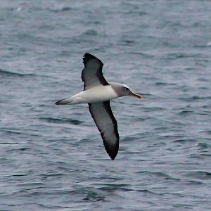 Southern Buller's Albatross (Thalassarche bulleri)