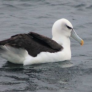White-capped Albatross (Thalassarche steadi)