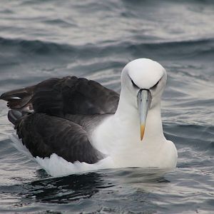 White-capped Albatross (Thalassarche steadi)