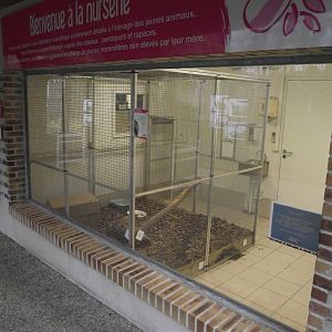 Bird Nursery - Zooparc de Beauval - 01/2019