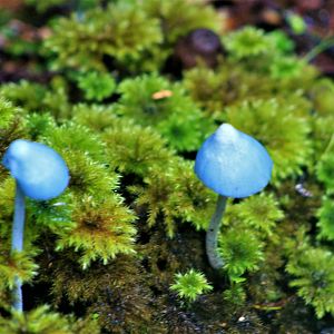 Blue Mushroom (Entoloma hochstetteri)