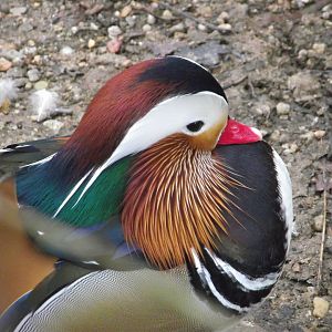 Mandarin Duck - Zooparc de Beauval - 01/2022